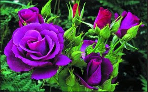 Bunga Mawar Ungu, Violet Rose Flower