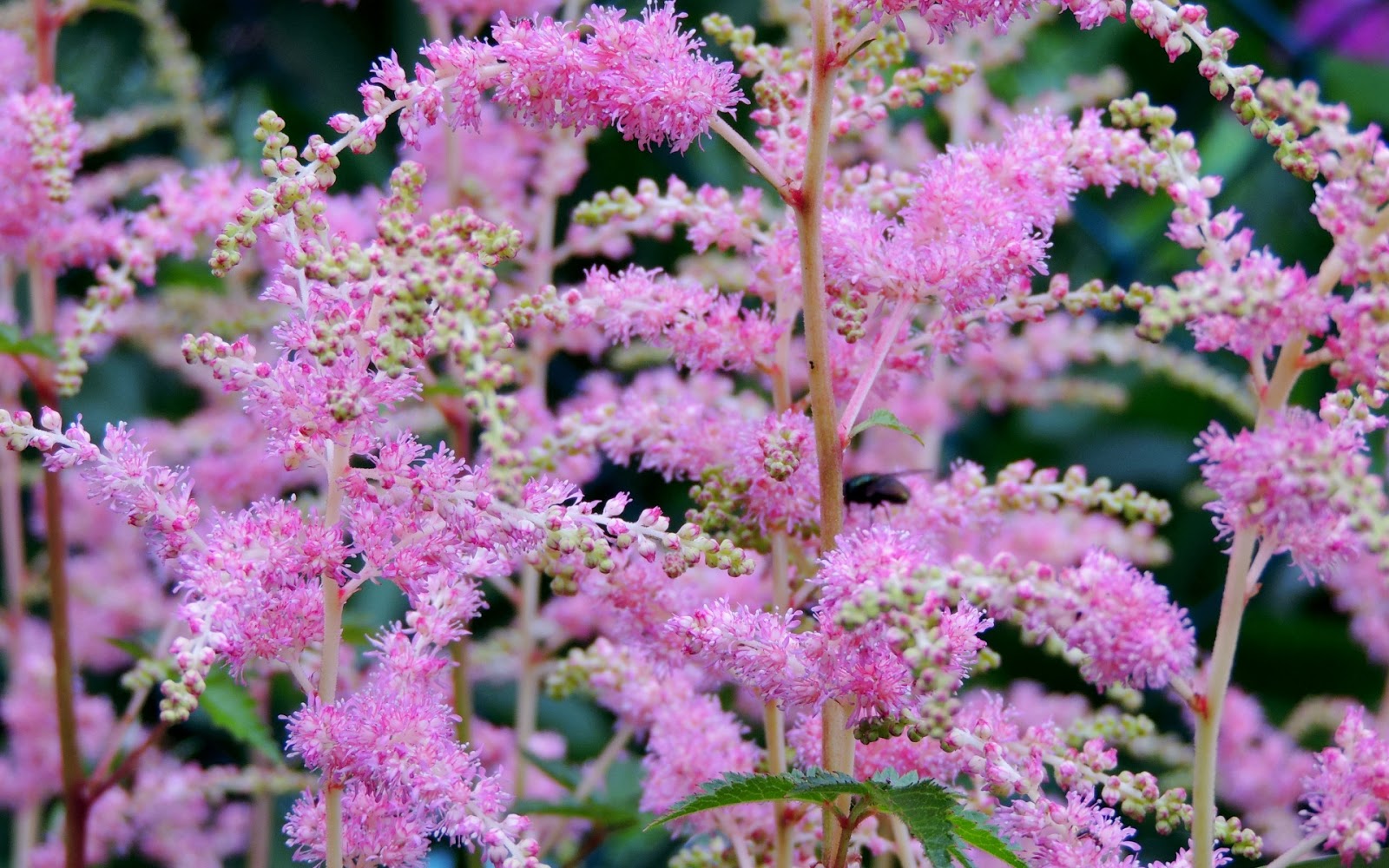 Ewallpics: Flowers Wallpapers
