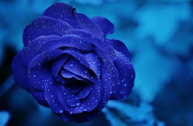 Unduh 400+ Wallpaper Biru Pekat Paling Baru Unduh 400+ Wallpaper Biru Pekat Paling Baru