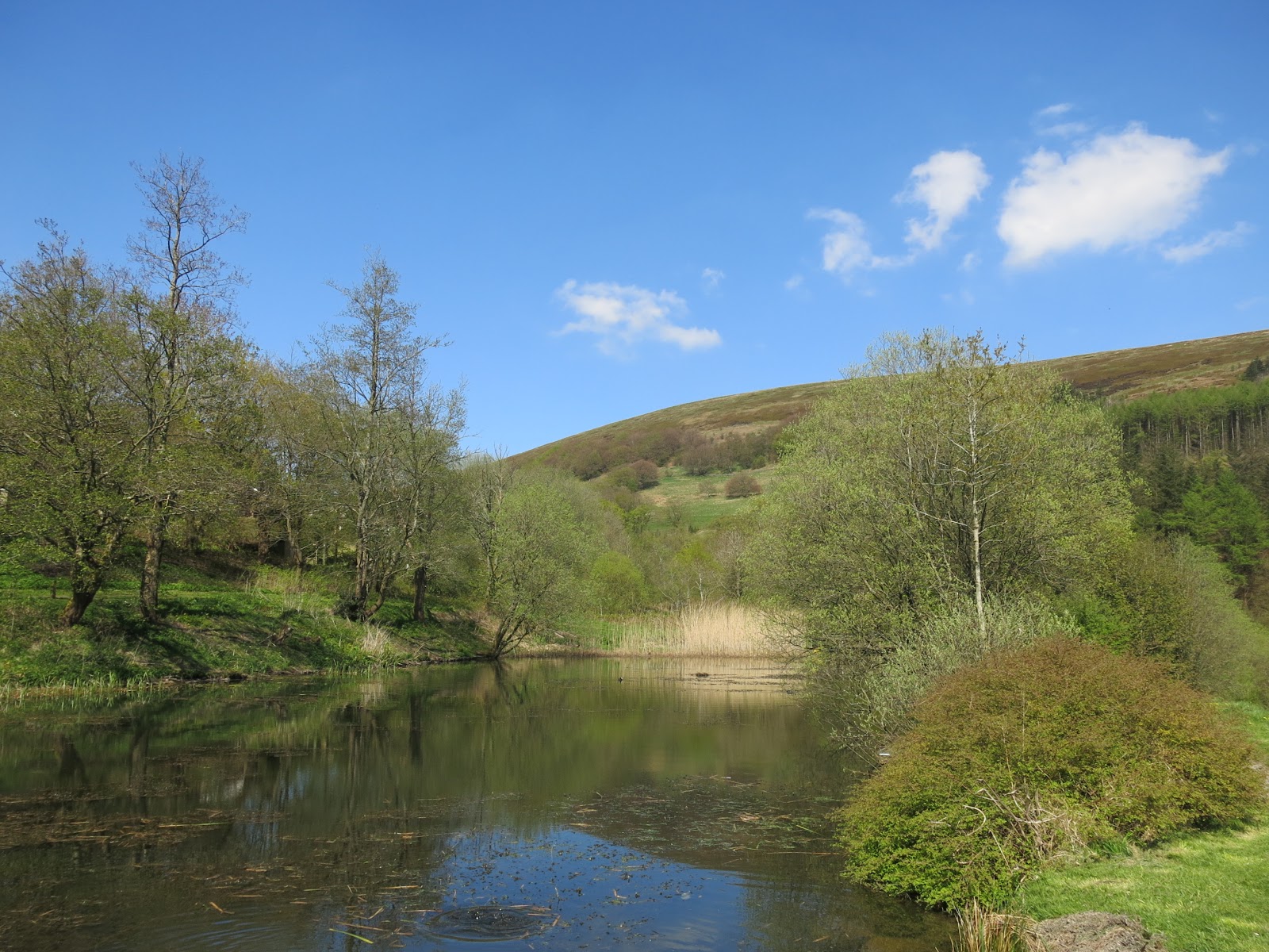 South Wales Bryophytes Cwm Celyn revisited 27 years on