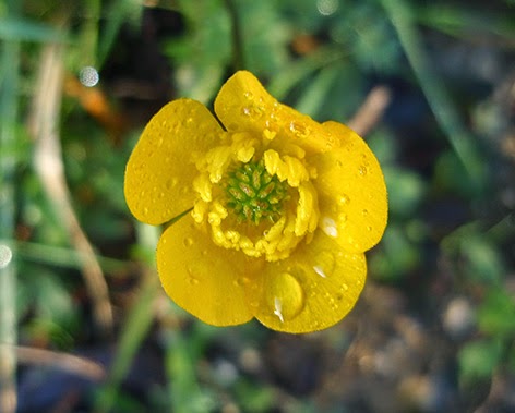 Botón de oro (Ranunculus repens) flor amarilla