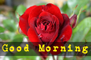 good morning with rose good morning with rose
