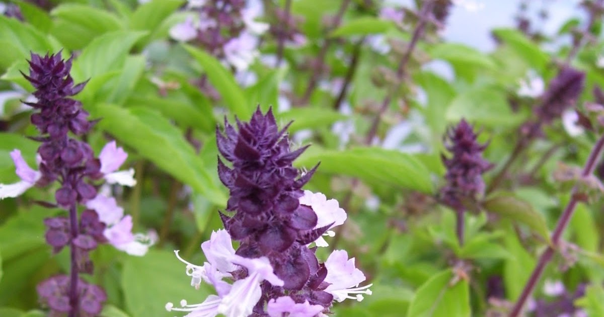 செட்டிக்கதிர் துளசி வகைகள்(Basil Categories) ,இலவங்கப்பட்டைதுளசி