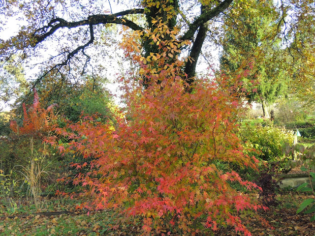 le magnifique feuillage de l'acer palmatum et au fond à gauche, le cotinus grace ...