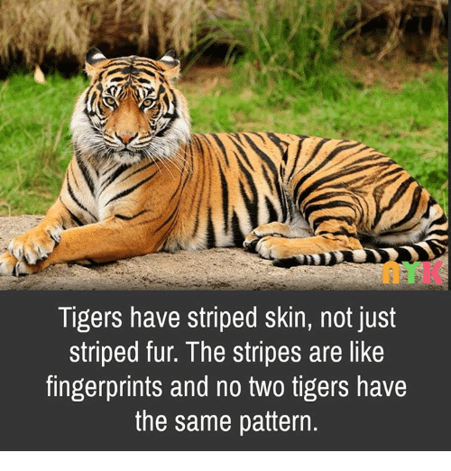 do tigers have striped skin my crazy email