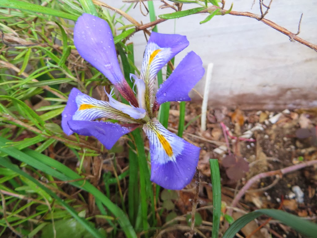 My Virtual Maryland Garden Iris unguicularis the winter iris (and a