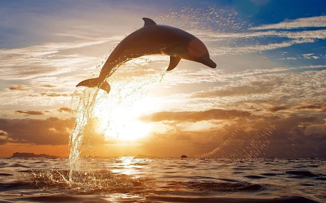 Wallpaper springende dolfijn
