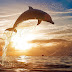 Dolfijnen achtergronden
