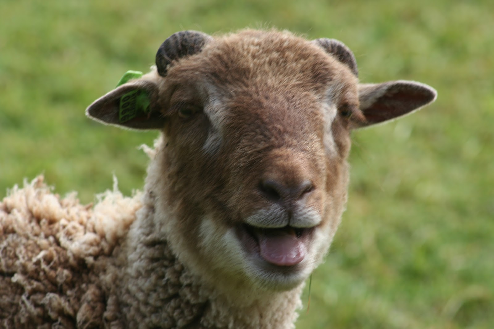 Mapleton Farm Sales List Sheep for Sale