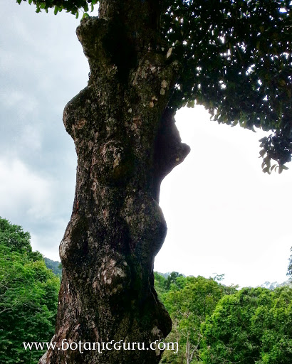 Garcinia mangostana, Mangosteen trunk