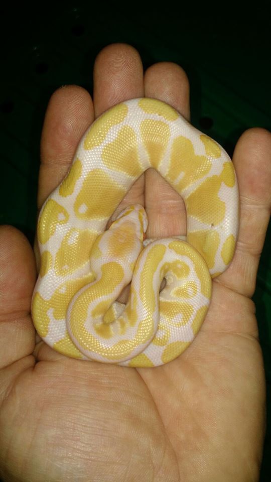 Constrictor Chile cria y venta de serpientes pitones bolas Santiago