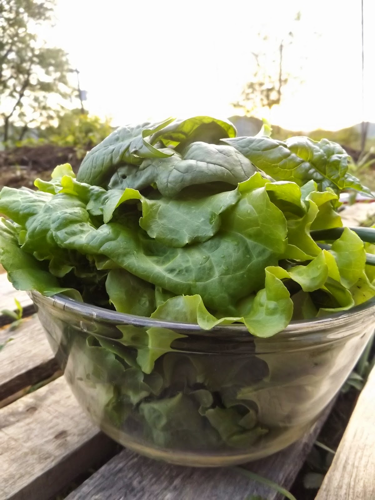 Harvesting lettuce, kale, collards, spinach & more from the Garden