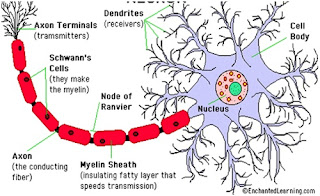 Anatomi Sistem Saraf: Struktur Neuron, Sistem Saraf Pusat, dan Periferi 1_