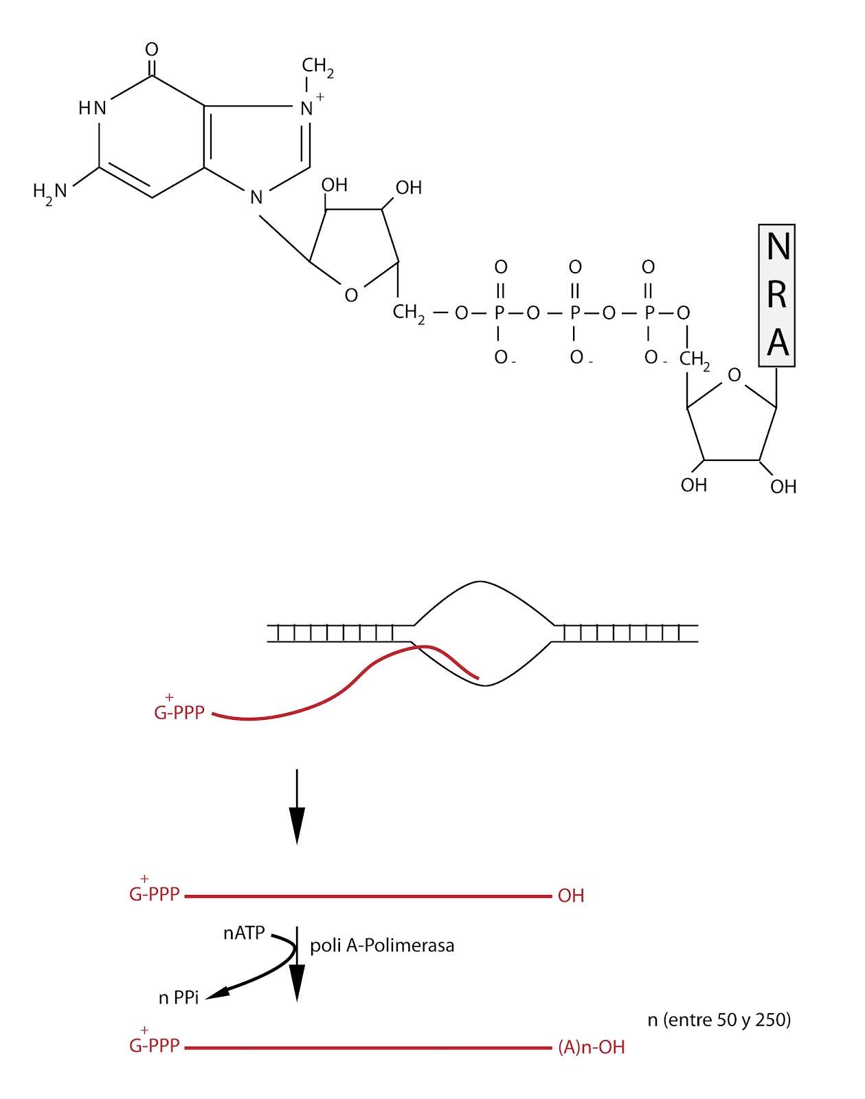 el moderno prometeo Formación de ARN mensajero (ARNm)