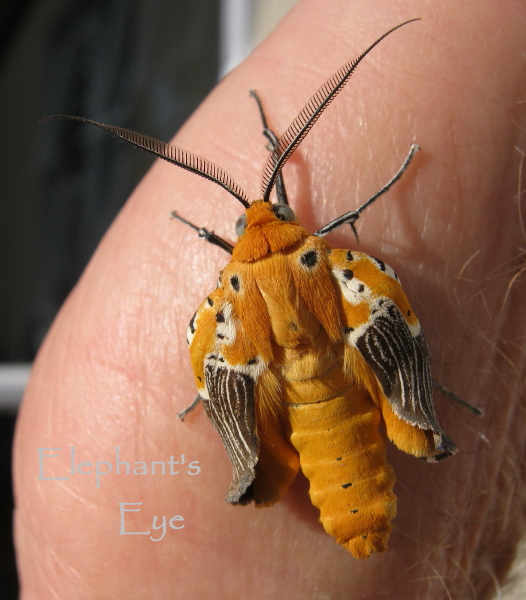 Specious tiger moth