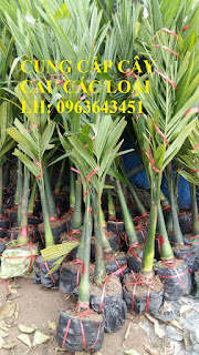 Cung cấp cây giống cau: Cau tứ quý, cau tứ thời, cau lai, cau liên phòng, cau lùn chuẩn, giá tốt Cung cấp cây giống cau: Cau tứ quý, cau tứ thời, cau lai, cau liên phòng, cau lùn chuẩn, giá tốt