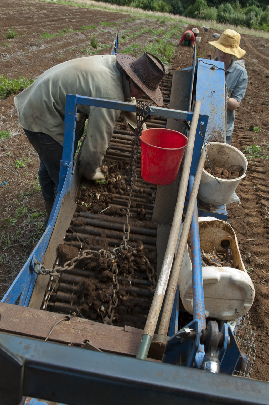 A daffodil farmers year. Digging the daffodil bulbs