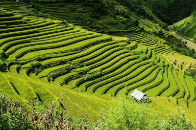 Terrace Farming Definition Terrace Farming Definition