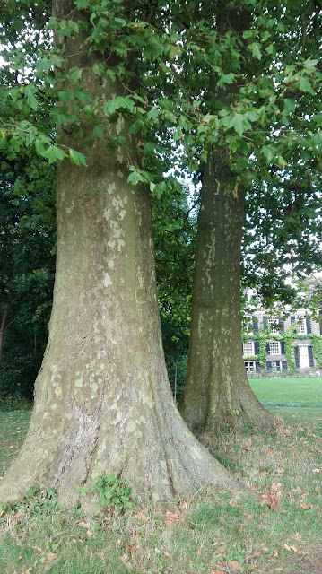 Oude boom in kloostertuin Maarssen