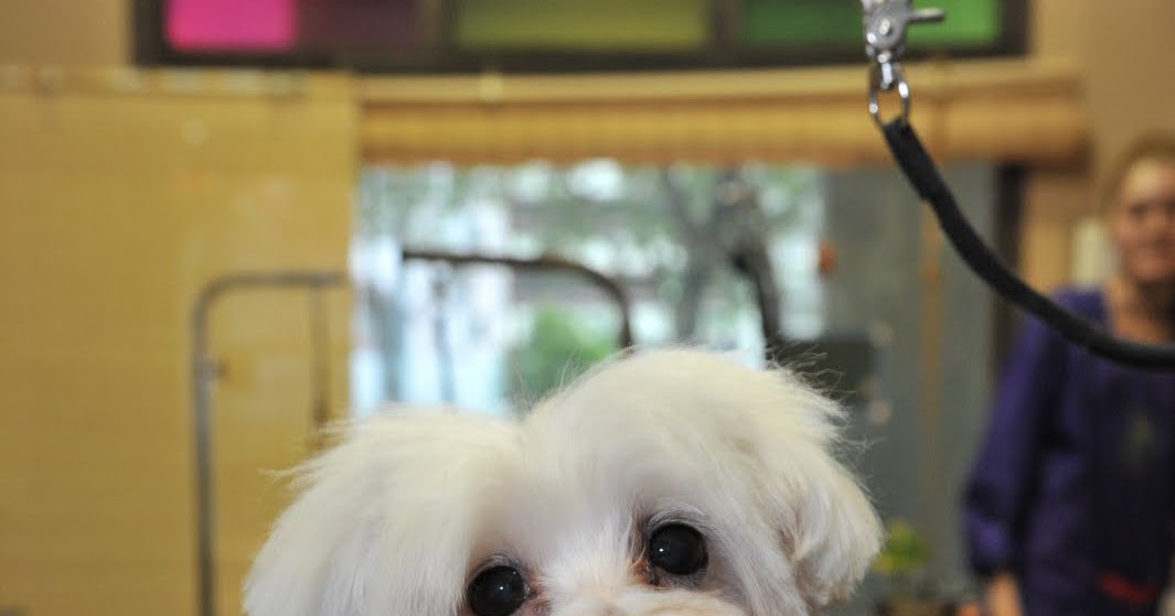 Singapore Dog Grooming - Before and AFTER - Maltese Girl ...