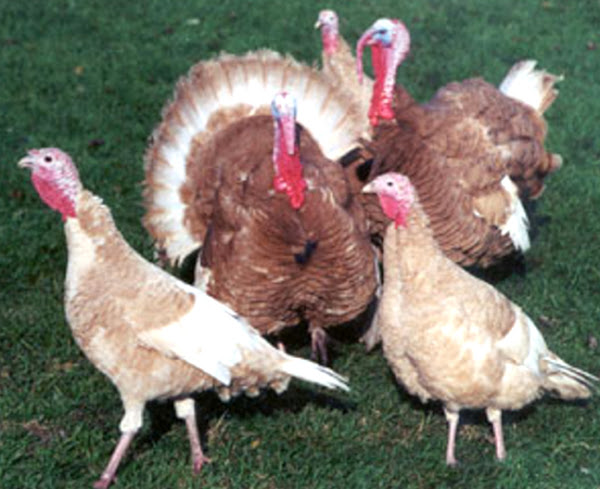 perturbación salario me quejo Start Profitable Jersey Buff Turkey Farming Business
