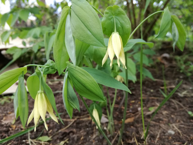 uvularia grandiflora jagodowiec wielkokwiatowy