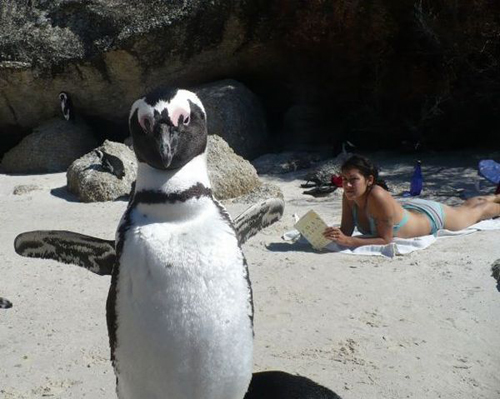 funny animal picture - animal photobomb