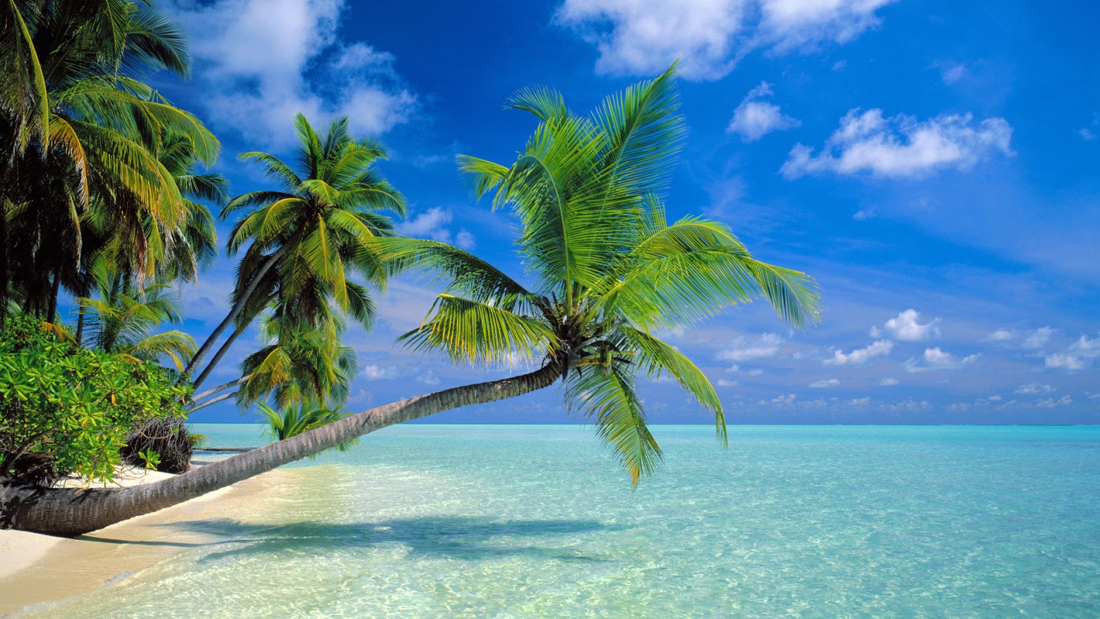 Get Fond decran de plage paradisiaque gratuit For Free