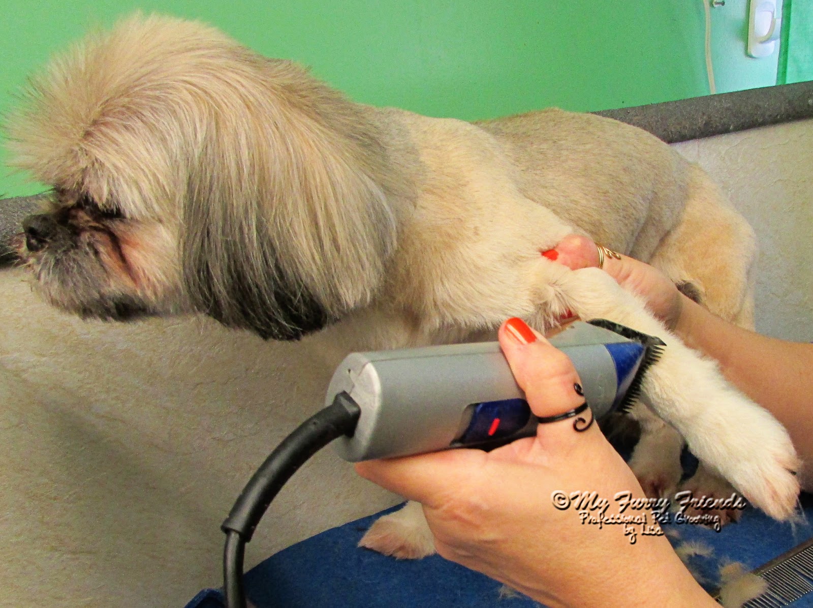 Pet Grooming The Good, The Bad, & The Furry Clipping and Scissoring