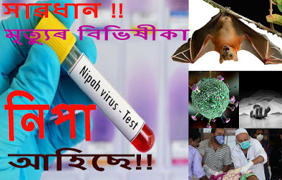 নিপা ভাইৰাচৰ কি?