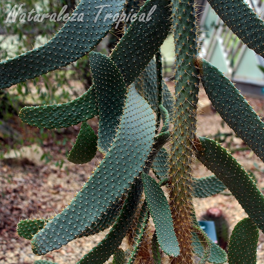 Detalles de las articulaciones y el tallo central del cactus Consolea moniliformis 
