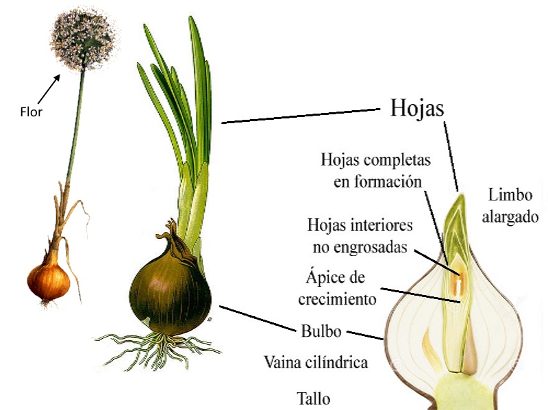 Huertas Vecinas Antu Newen La Cebolla (Allium cepa)