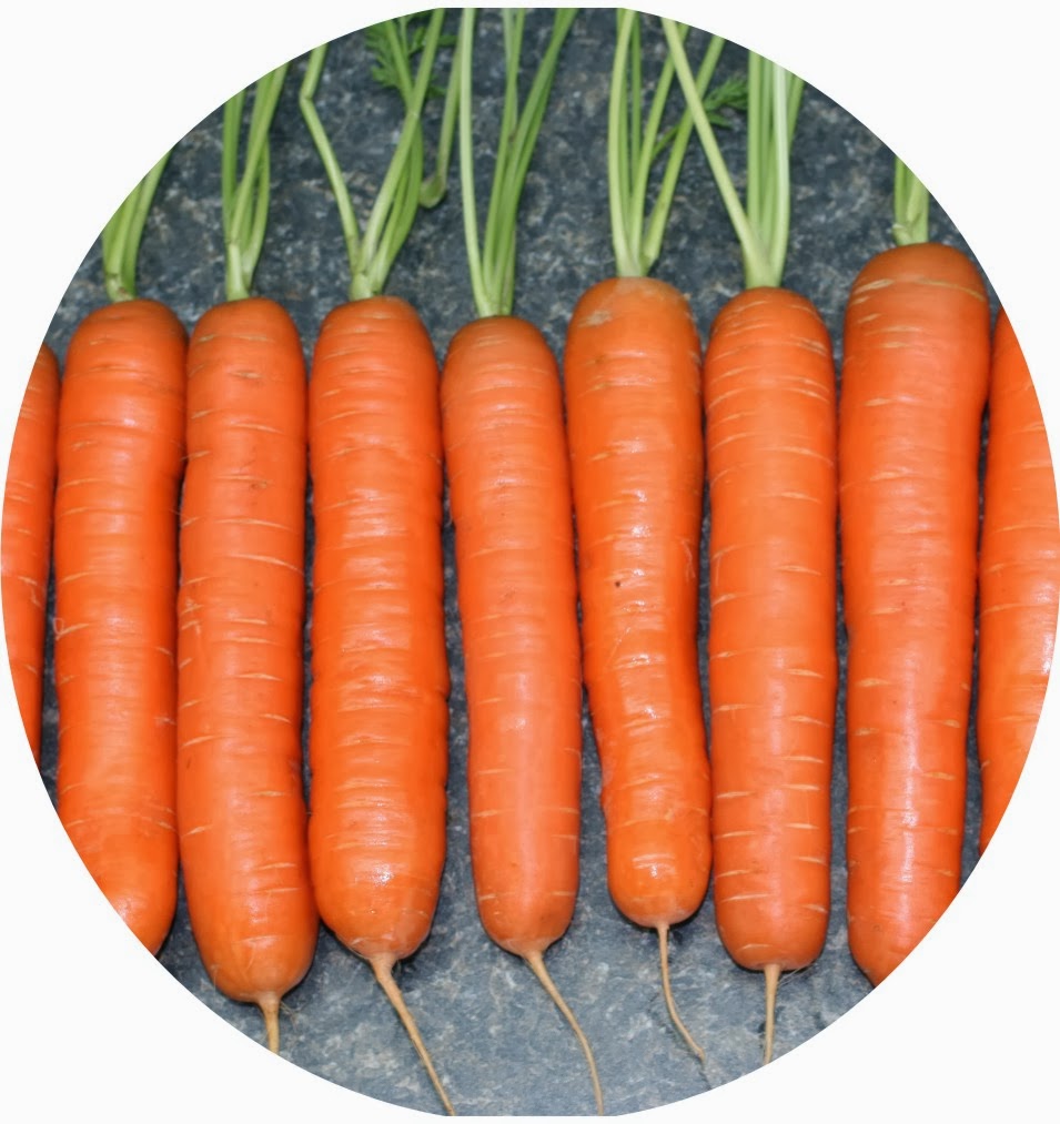 Cancer Disease with Carrots Diseases and Viruses