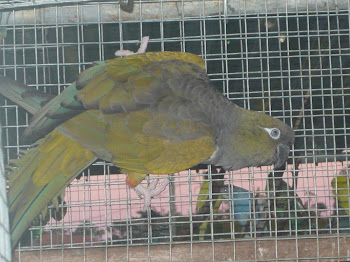 Papagaio da patagónia