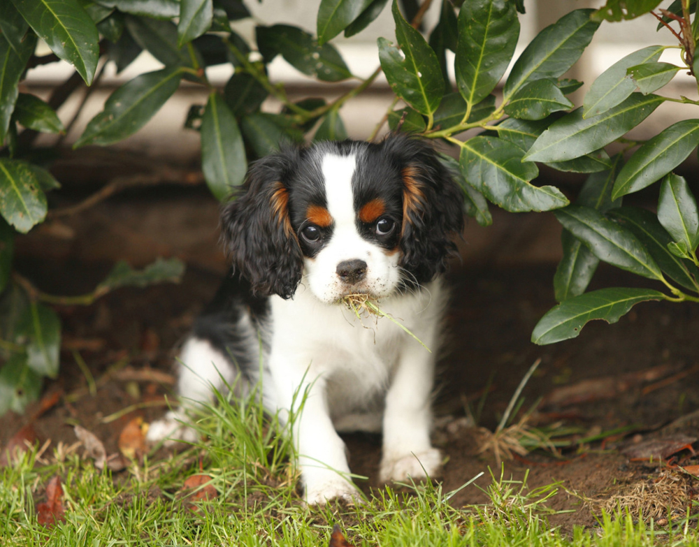 Dog Proof Plants Australia Dog Proof Plants Australia
