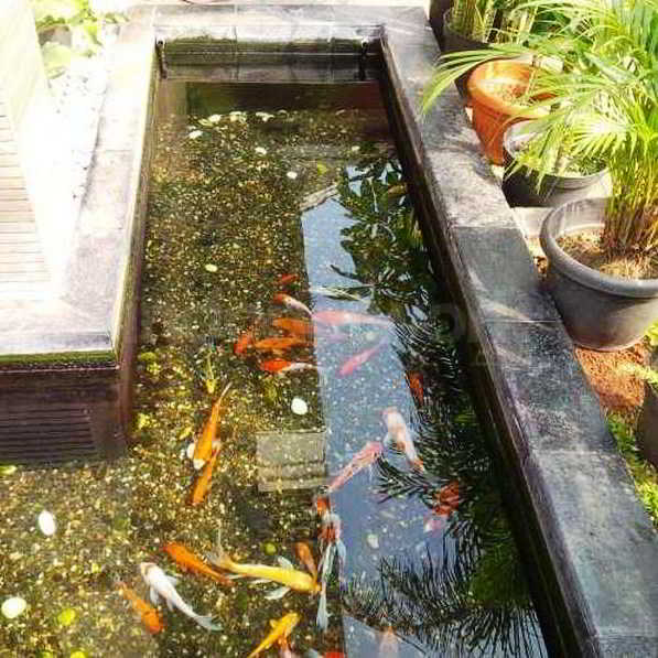 Desain Kolam Ikan Hias Minimalis Desain Kolam Ikan Hias Minimalis