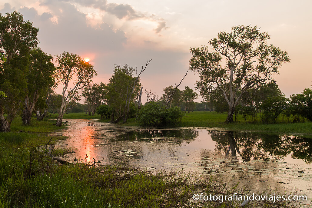 Billabong en yellow water Parque nacional Kakadu en Australia
