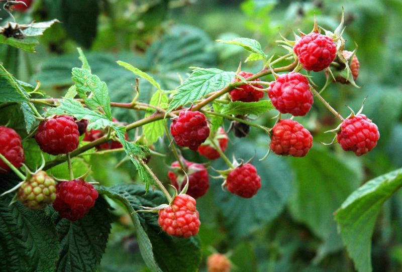 Cara Tanam Tanaman Raspberry Belajar Berkebun Sungguh Menyenangkan