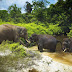 RGE Menyelamatkan Gajah Dengan Gajah