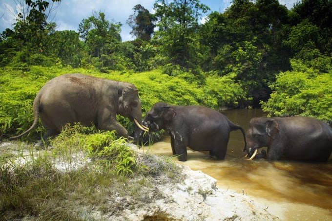 RGE Menyelamatkan Gajah Dengan Gajah