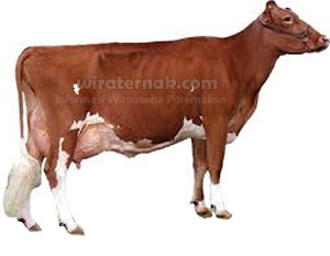 Sapi Perah Guernsey. ternak sapi perah