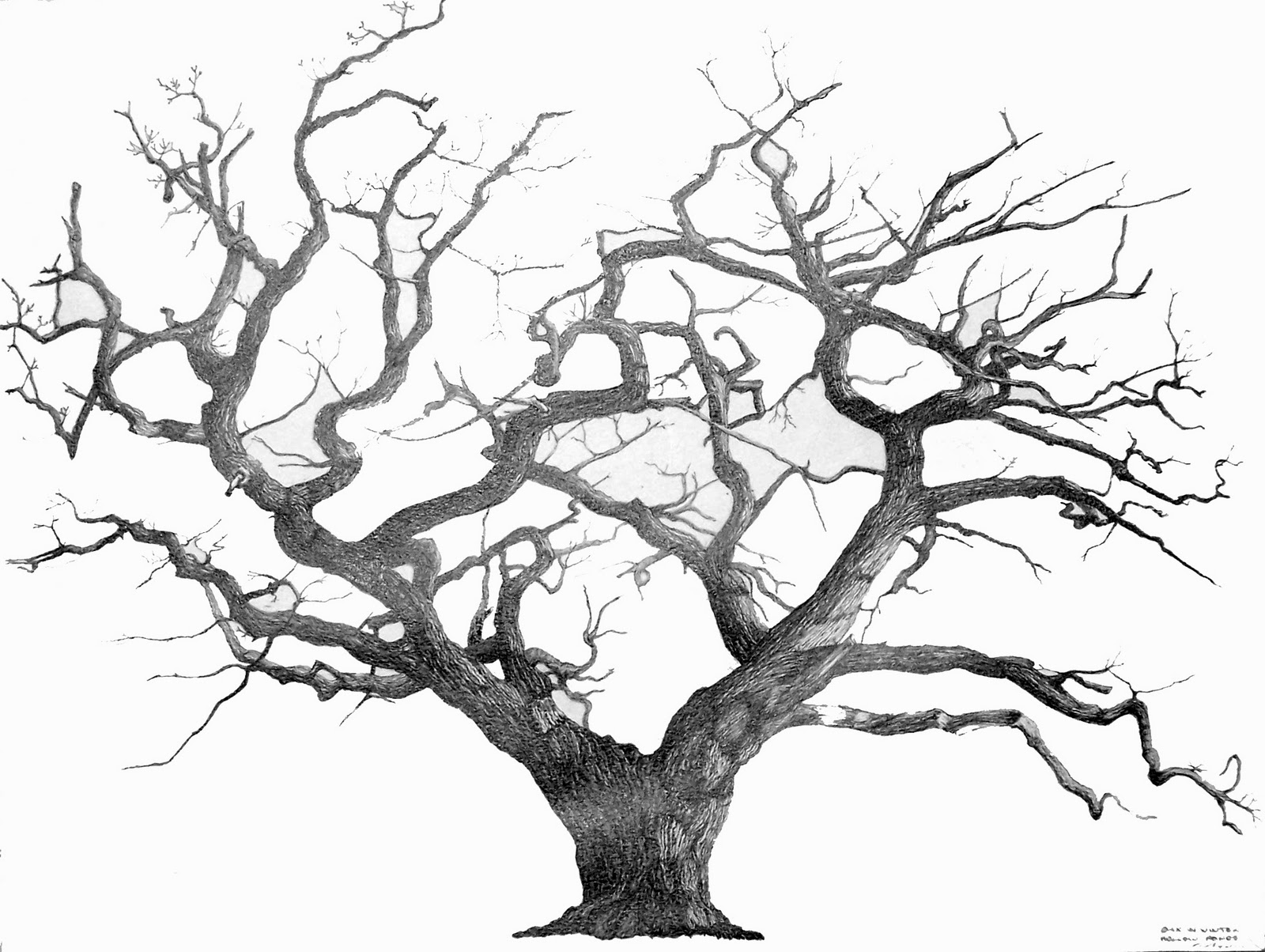 tree drawing clip art - photo #26