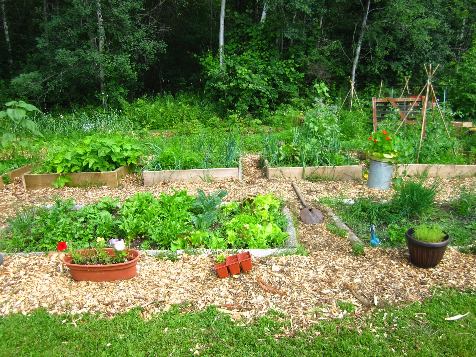 15+ Awesome Wood Chips Landscaping Photos Landscape Ideas