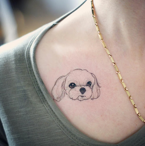 Esta linda Maltês