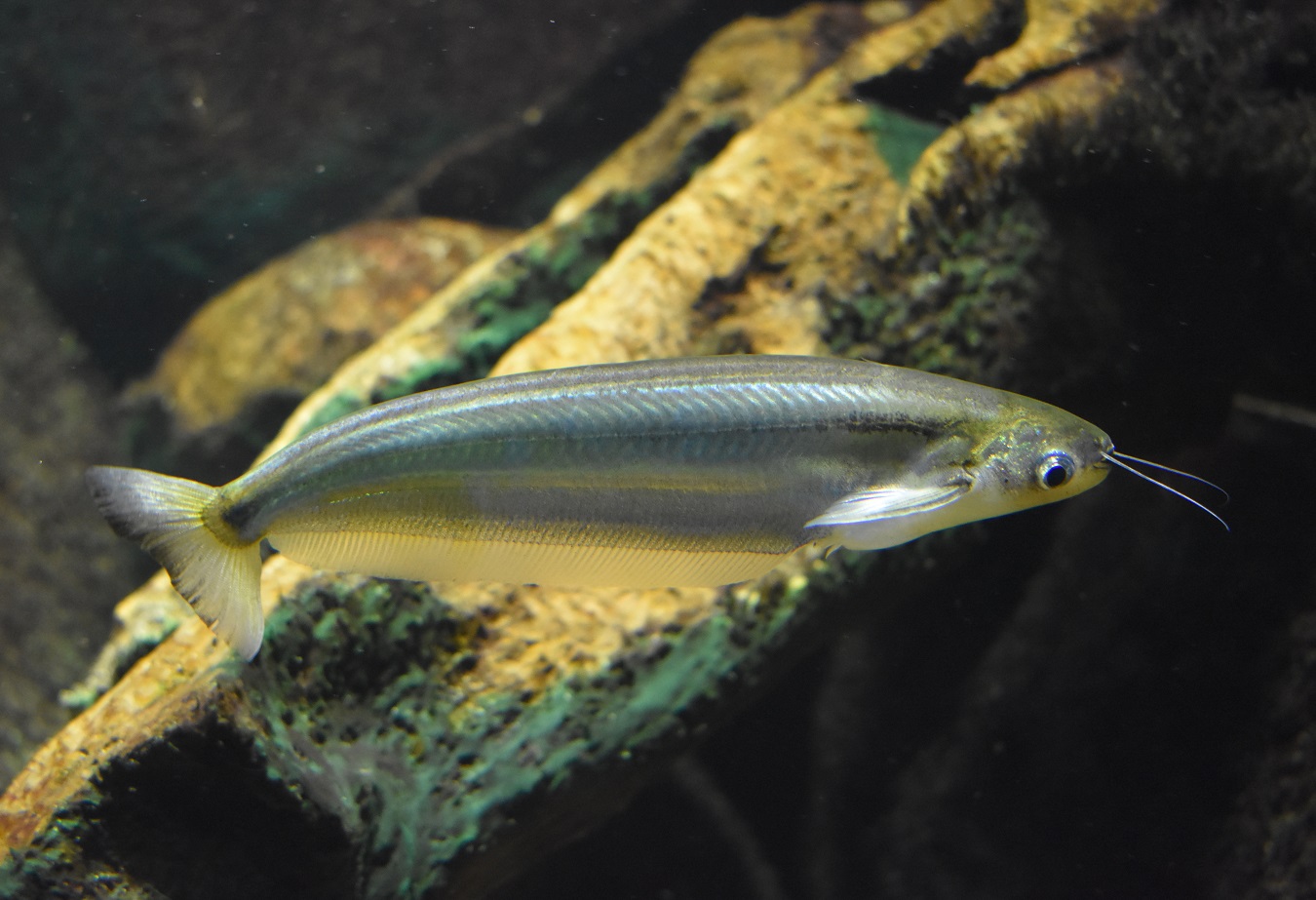 ZOOTOGRAFIANDO (6.100 ANIMALS) PEZ DE CRISTAL AZUL / GIANT GLASS