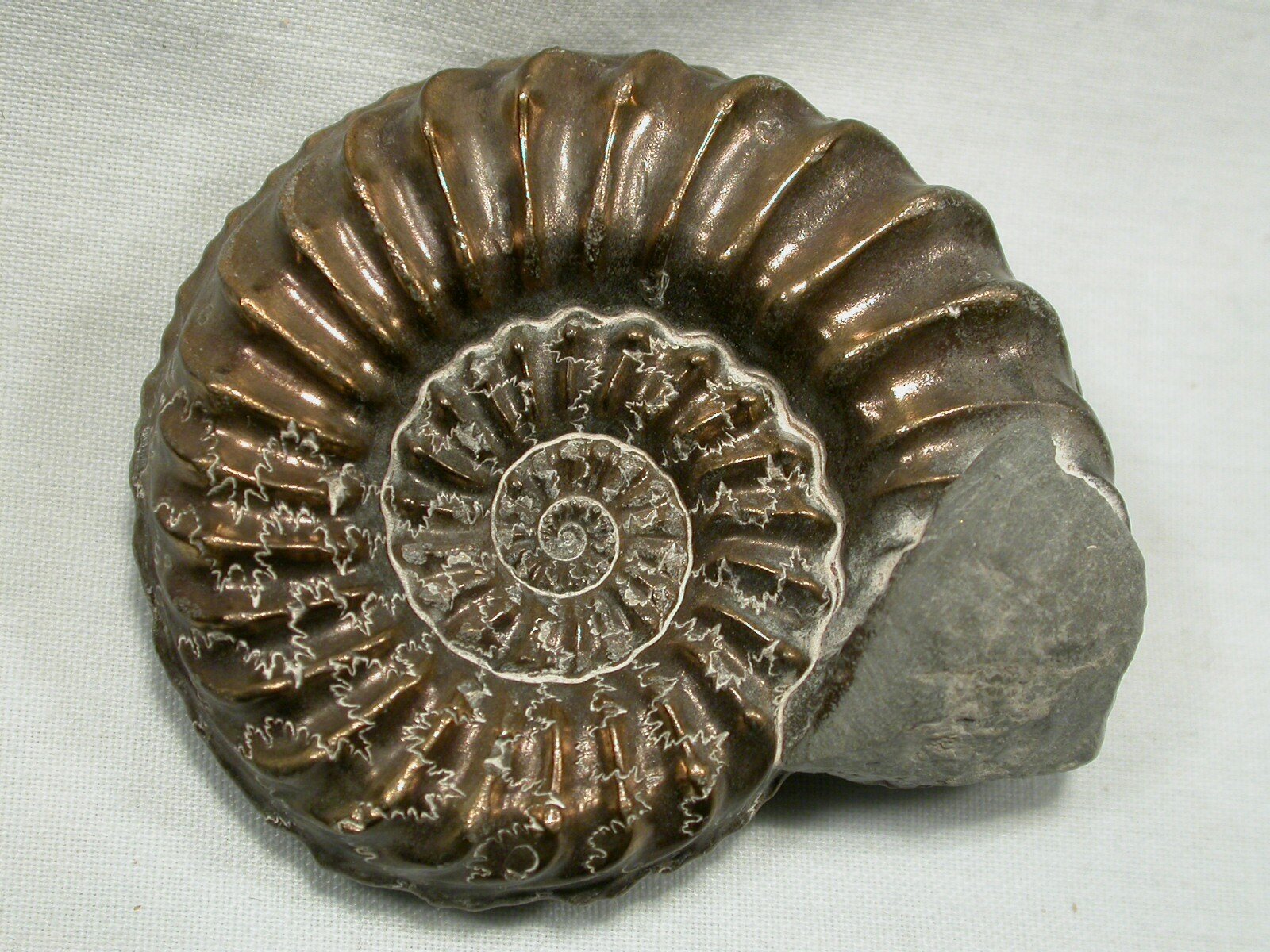 Discover The Deep Space Ammonite A Fossil Story For The Ages - r7dd4d0