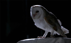 feathers birds why different owl silent night special flight bird feather vision