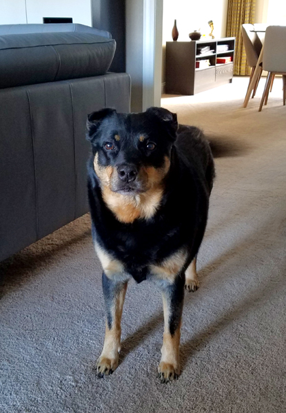 image of Zelda the Black and Tan Mutt standing in the living room, looking at me, her tail a wagging blur