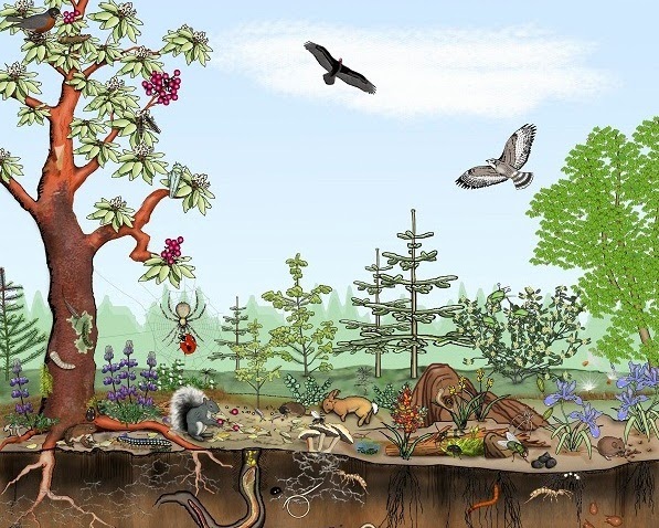 EKOSISTEM SAINS HARIAN