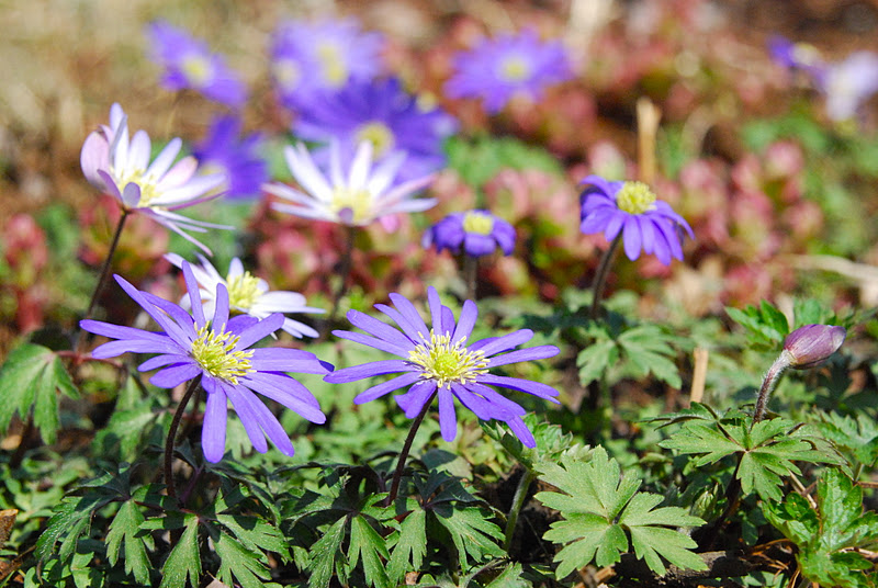 Wife, Mother, Gardener Cherry Corner Succession Planting 2011
